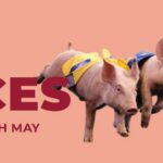 Pig Races
