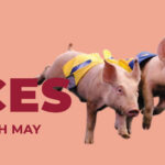 Pig Races