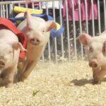 Pig Races